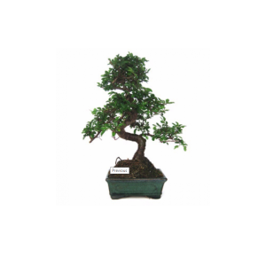 Bonsai 12 Años Olmo