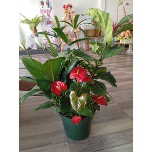 Conjunto Plantas