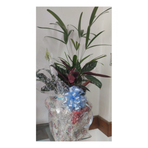 Conjunto Plantas Mediano