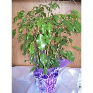 Ficus Mediano