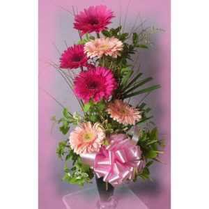 Gerberas Coloridas
