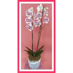 Planta de Orquidea